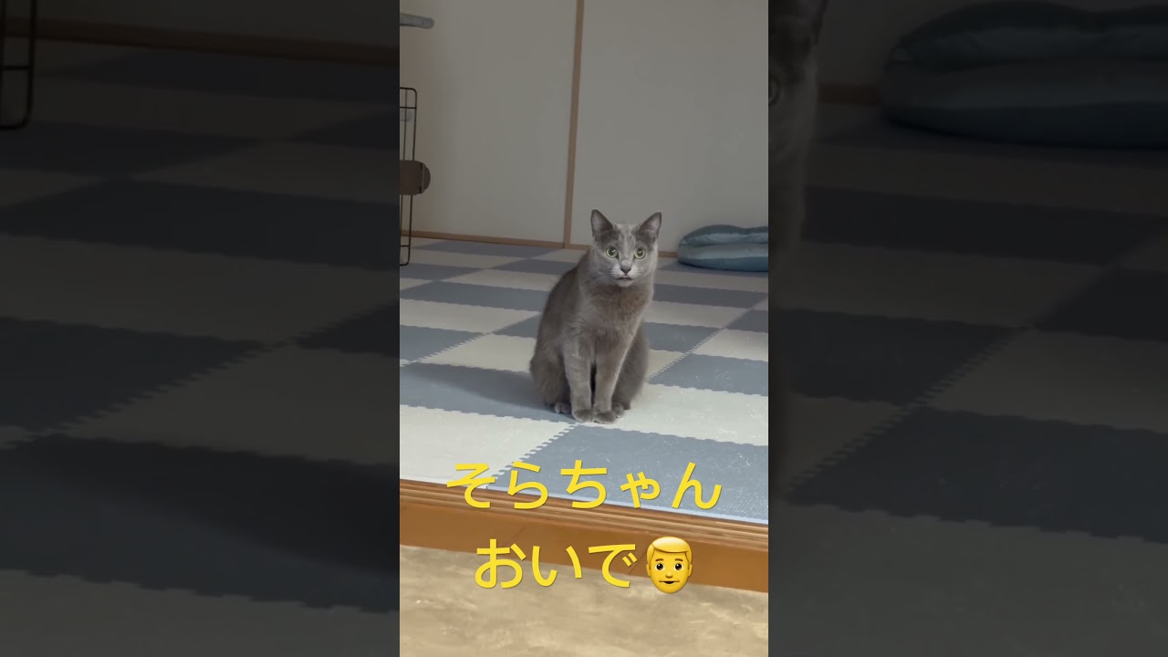 パパを完全拒否る猫（ロシアンブルー）#shorts