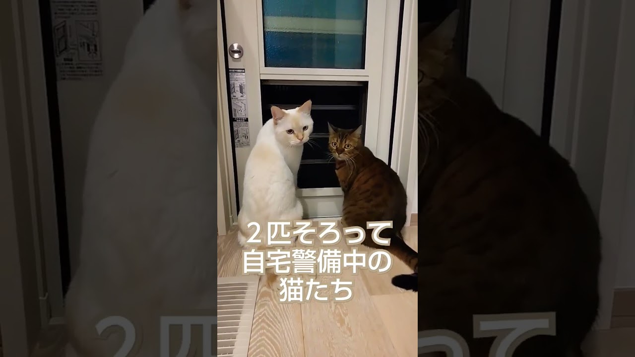 ２匹と窓　#shorts