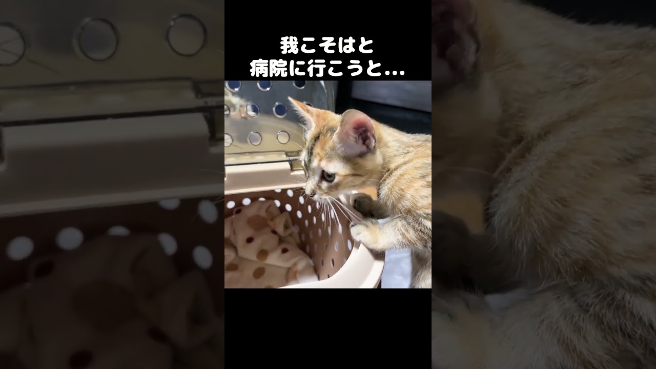 病院に子猫を連れて行こうとすると違う猫がなぜか参加してきた！　#shorts