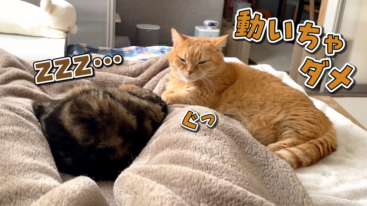 爆睡中の弟猫を起こさないようにママの足を押さえてる兄猫が優しすぎる…