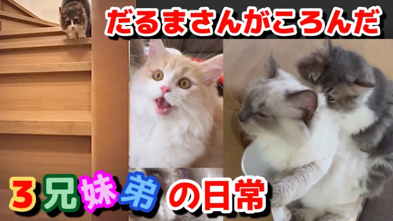 サイベリアンのゆったり平凡な日常　だるまさんがころんだを覚えさせたい　階段大好き