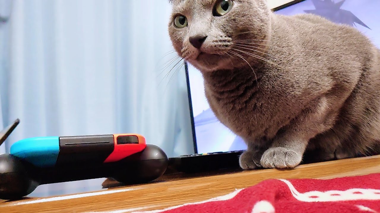 【猫動画】旦那へ健気におねだりするロシアンブルー【russianbule】Russian Blue cheerfully begging for her owner