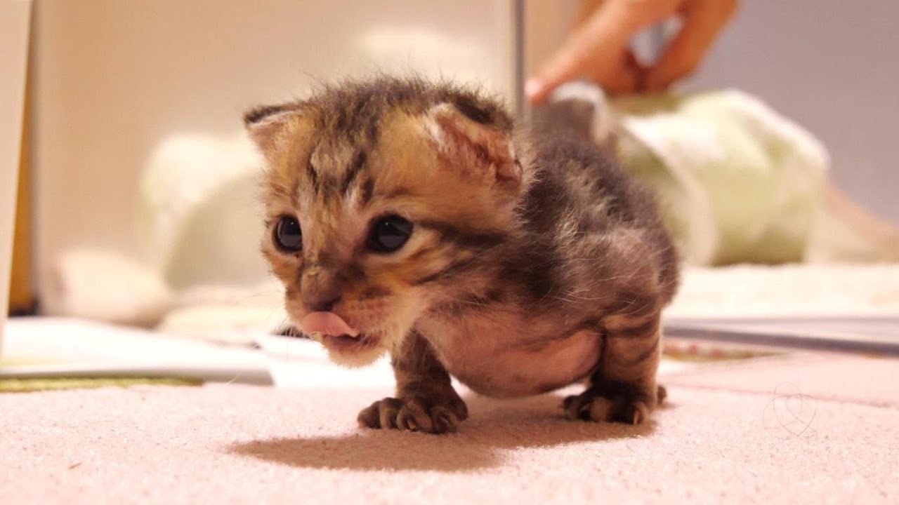 ヘンテコポーズで寝ていた子猫がミルクの匂いに気づいてペロリ【赤ちゃん猫　保護猫】