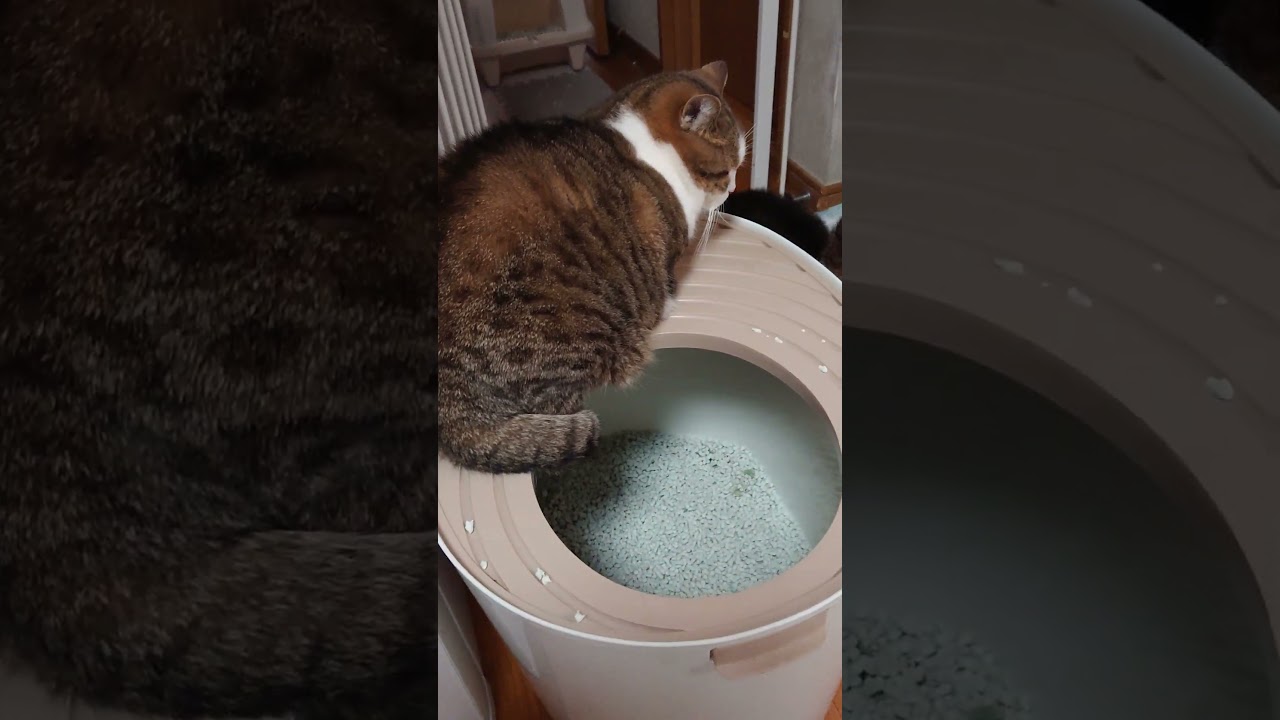 【猫】ウー君(次男)、モカちん(4女)急にカッカッ勃発☆ 2023/10/21【ボンベイ・アメリカンカール・スコティッシュフォールド・マンチカン】#shorts