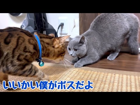 【初顔合わせ】実家の新猫vsうちの大黒柱の父猫