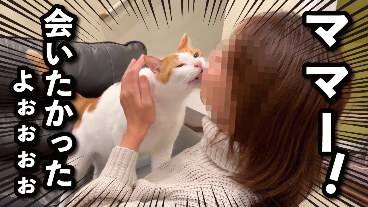 【甘えんぼ猫】２日間も家を空けたら寂しすぎて猫がこうなりました…