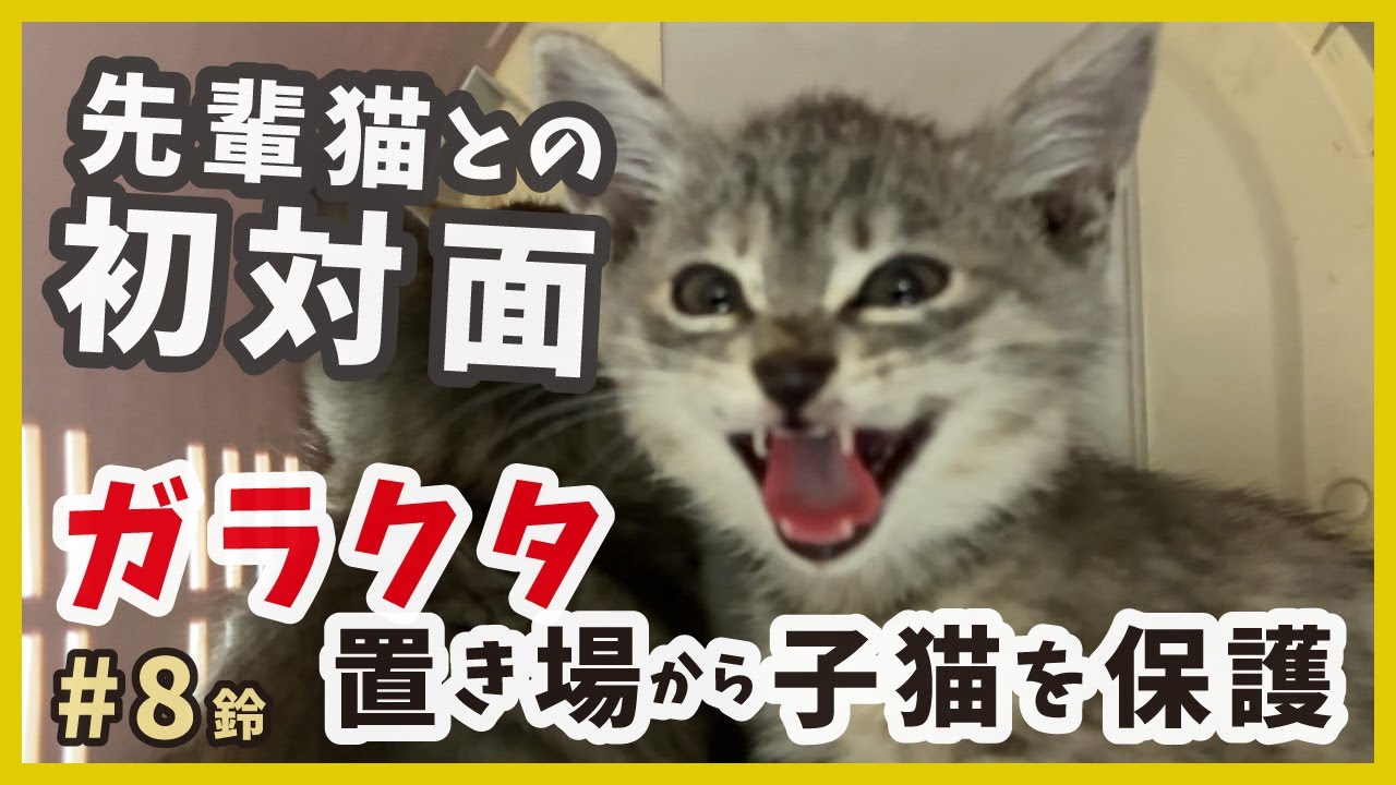 【子猫 保護 ガラクタ山】先住猫との初対面で恋に落ちた子猫が可愛い・・・。【りんりん姉妹・鈴8】/ silver kitten