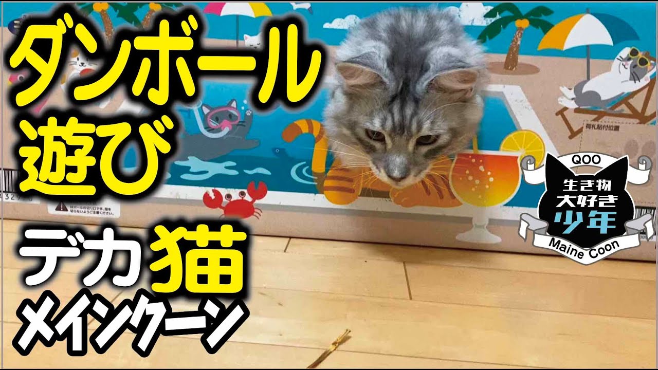 【メインクーン】ダンボール遊びが大好きな大型猫。小さな穴から脱出できるのか？