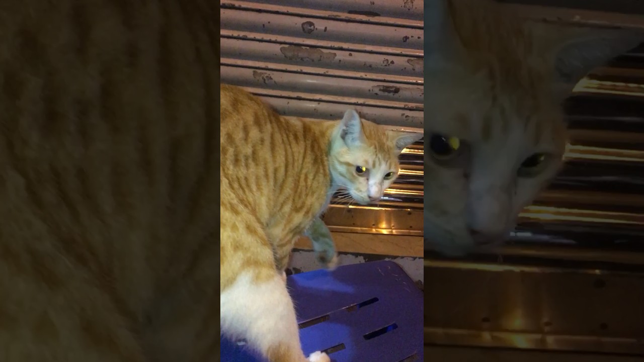 Brown Cat shorts viral #Brown Cat shorts viral