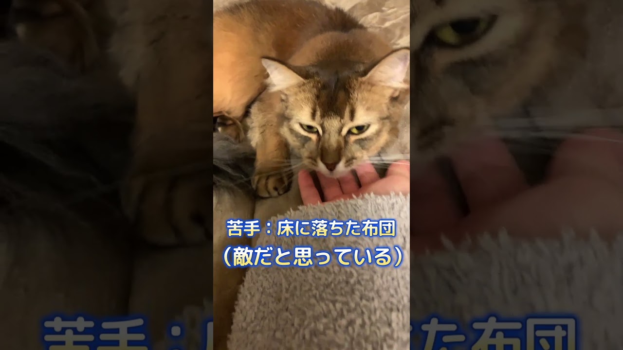 十にゃん十色 #ロシアンブルー #ソマリ #いやしねこ