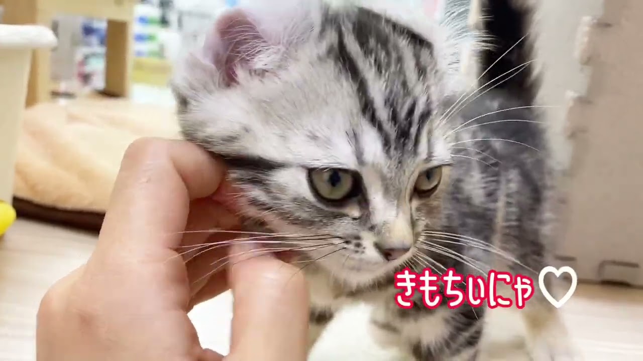 2023.11.17アメリカンカール風なアメちゃん♡