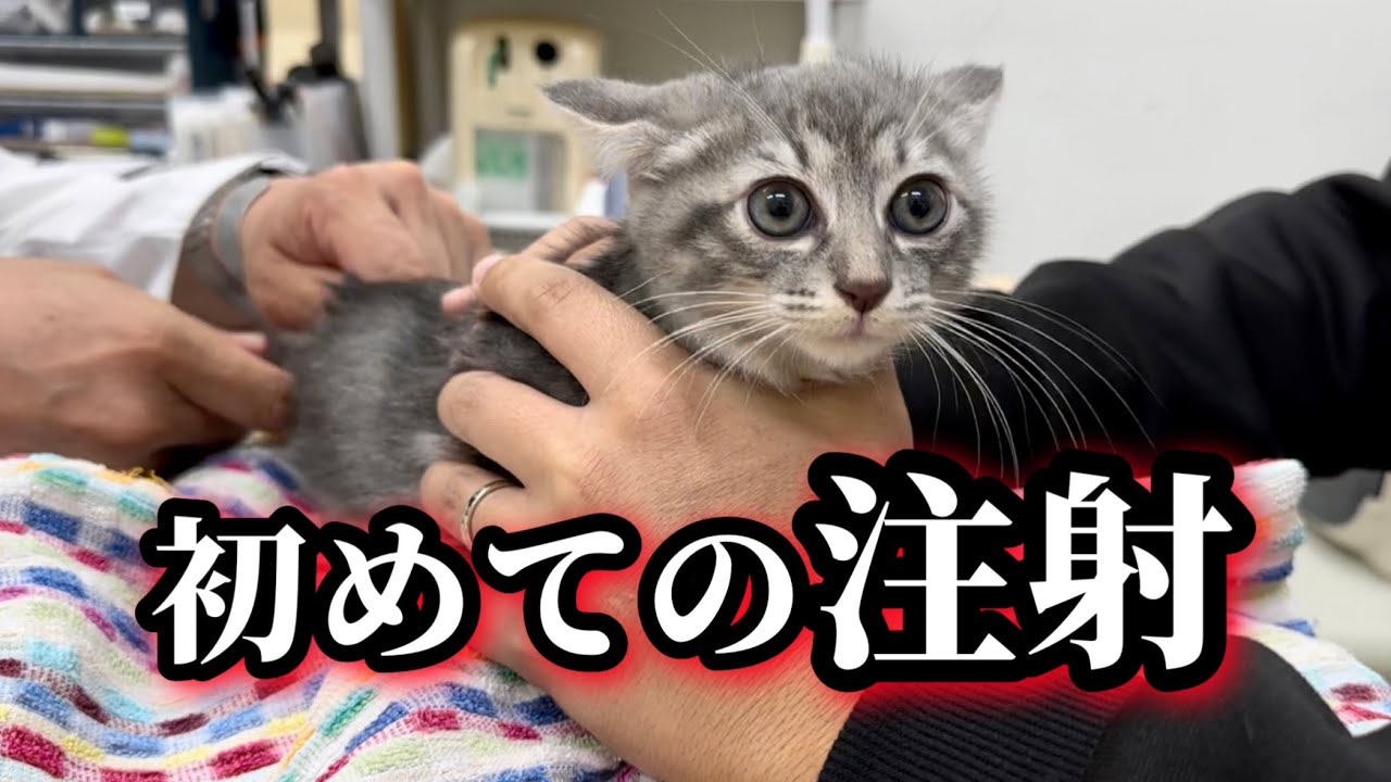 初めての注射で保護した子猫がこうなりました。ママ猫と一緒に病院へ…