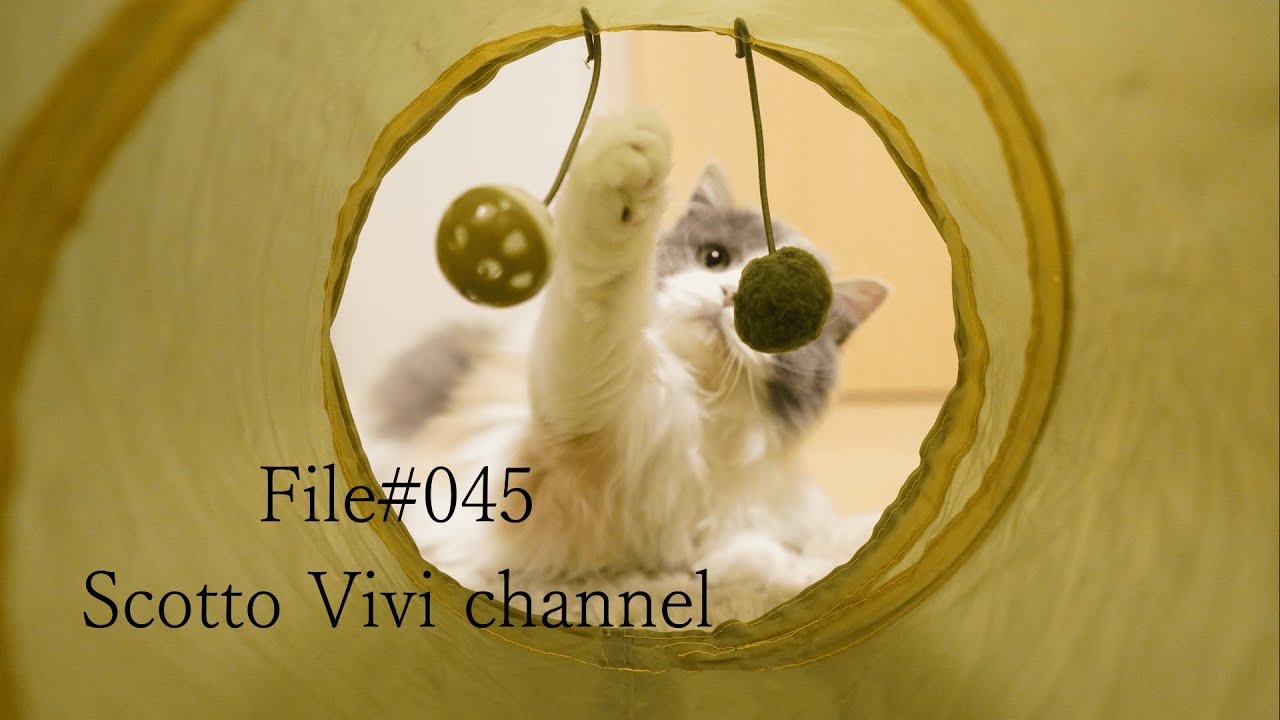 File#045～長毛スコティッシュフォールドのトンネル遊び～