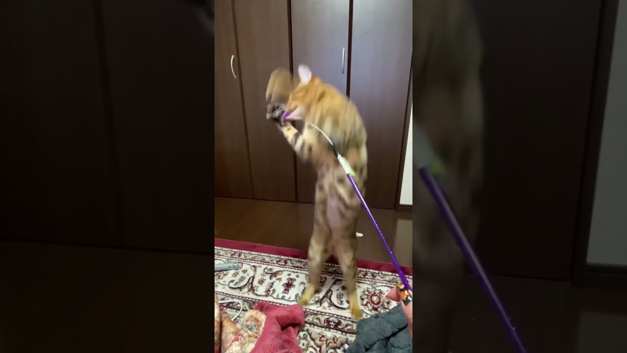 可愛く遊ぶベンガル猫　#shorts  　#YouTubeショート