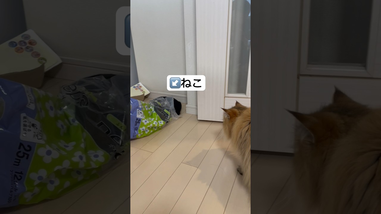 【猫にビックリ】かわいいペルシャ猫 #catvideos