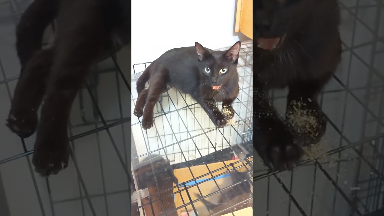 Day18🐾PT.1 - Feral #cat Mama tries #catnip for the #firsttime 🐈‍⬛🐾 #blackcats