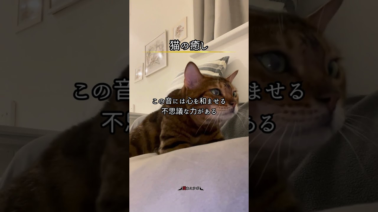 猫のゴロゴロ音を聴くたびに… #shorts #cat #ねこ #ベンガル猫 #シルバーベンガル猫 #猫名言