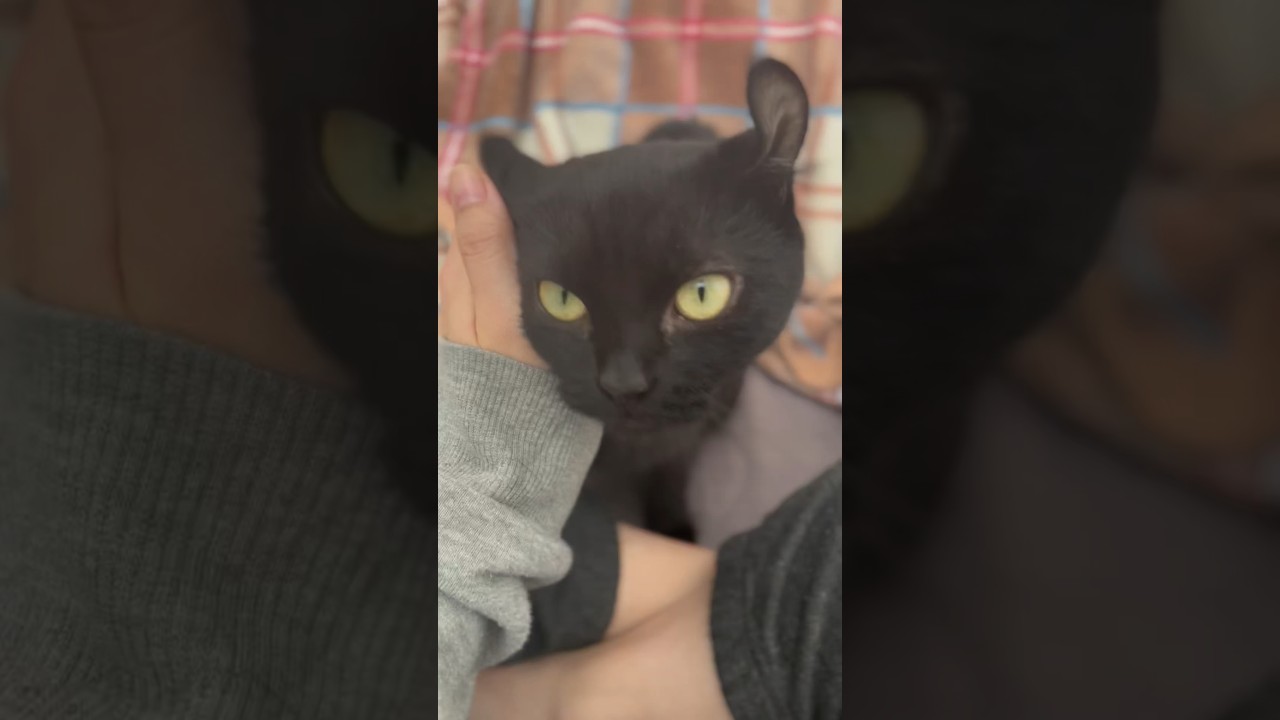 なでなでして欲しい猫様が可愛すぎました🐈‍⬛おねだりエマ様🫰❤️‍🔥 #cat #shorts #アメリカンカール  #猫