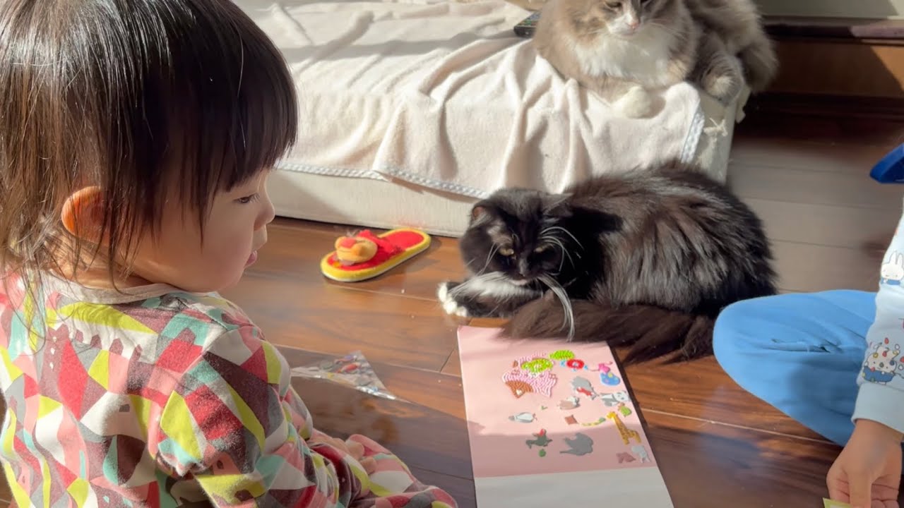 インフルエンザで巣篭もり中の娘達の相手をしてくれる猫　ノルウェージャンフォレストキャット　A cat helps children who are stuck at home with the flu
