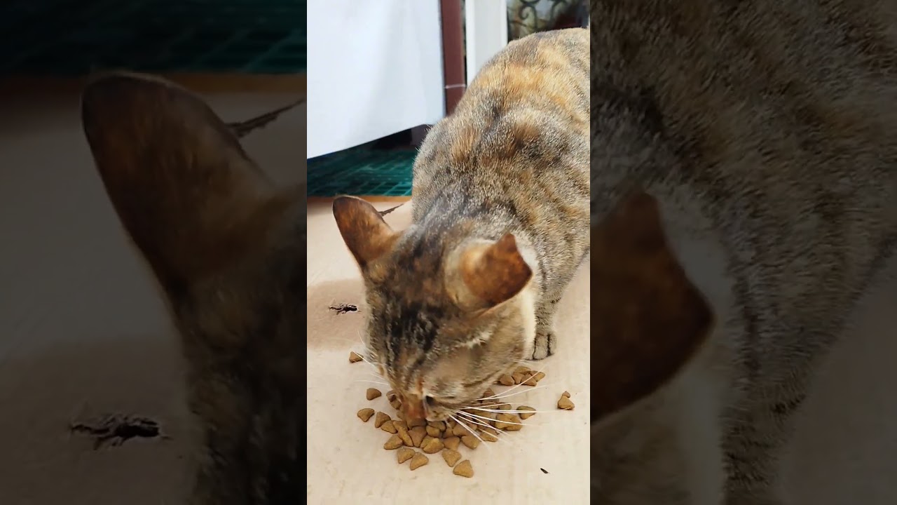 a brown cat surprised by the barking of a dog