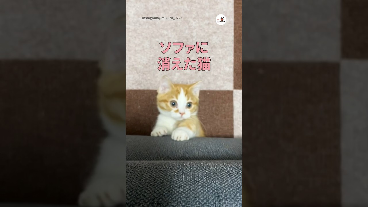 ソファに消えた猫｜PECO #子猫 #マンチカン #子猫のいる生活 #猫 #愛猫家 #kitten #munchkin #kittenlife #cat #catlover