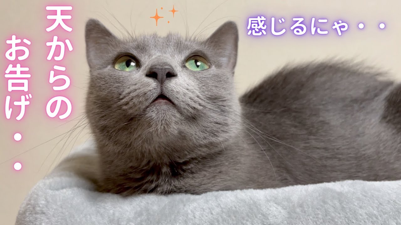 猫神様に願い事をしてみよう🙏（ロシアンブルー）