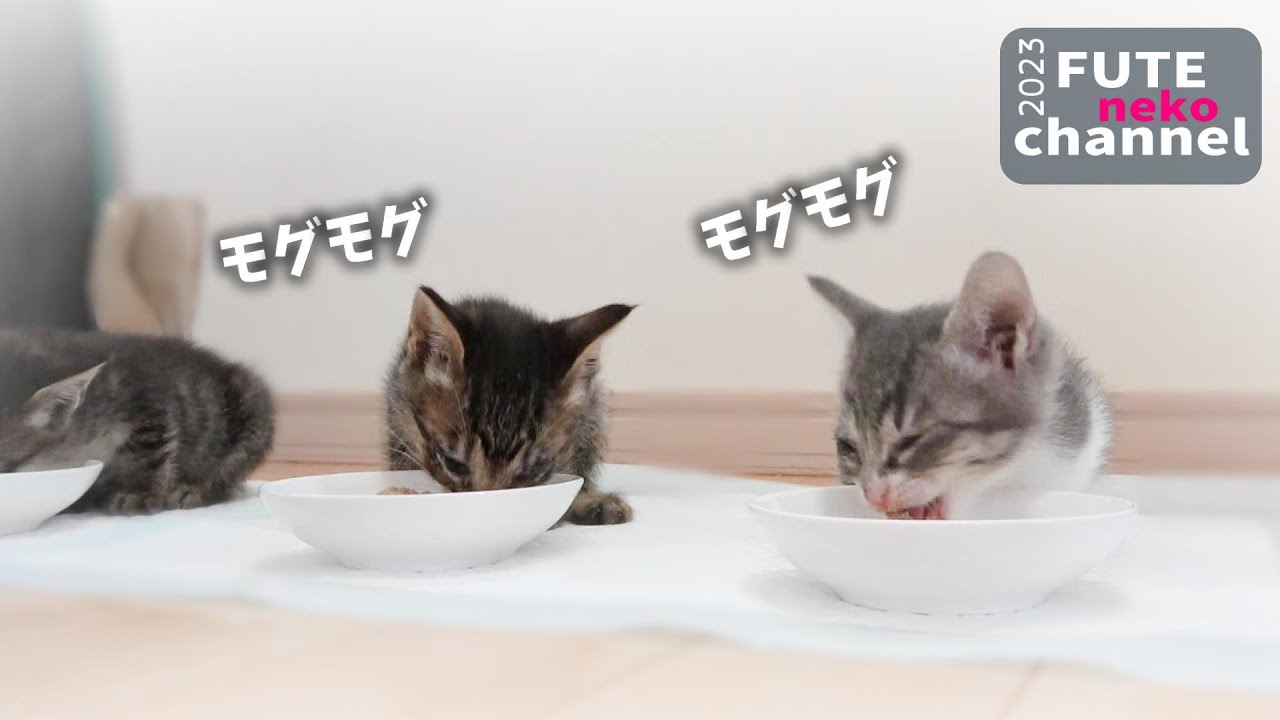 モグモグが止まらない子猫【保護子猫】