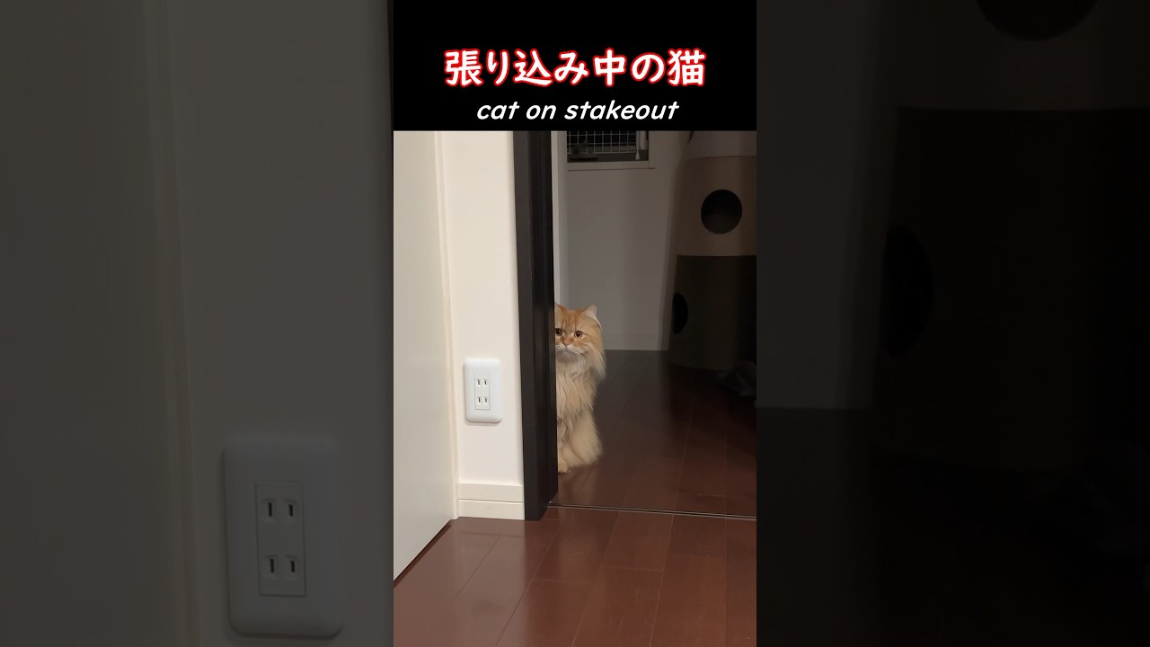 張り込み中の猫　 #ねこのきなこもち #サイベリアン #siberian #猫動画 #猫好きさんと繋がりたい