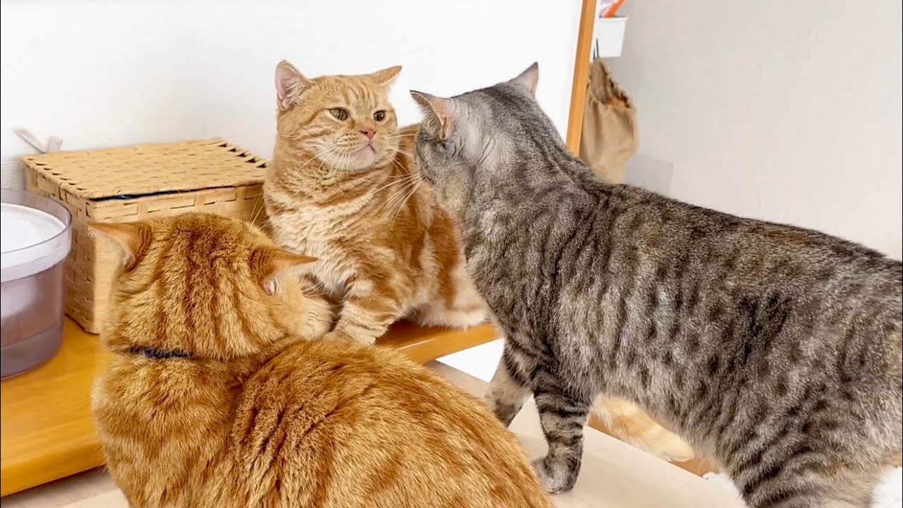 ポッポママがちゃーぼーに近づいていき... #猫 #マンチカン