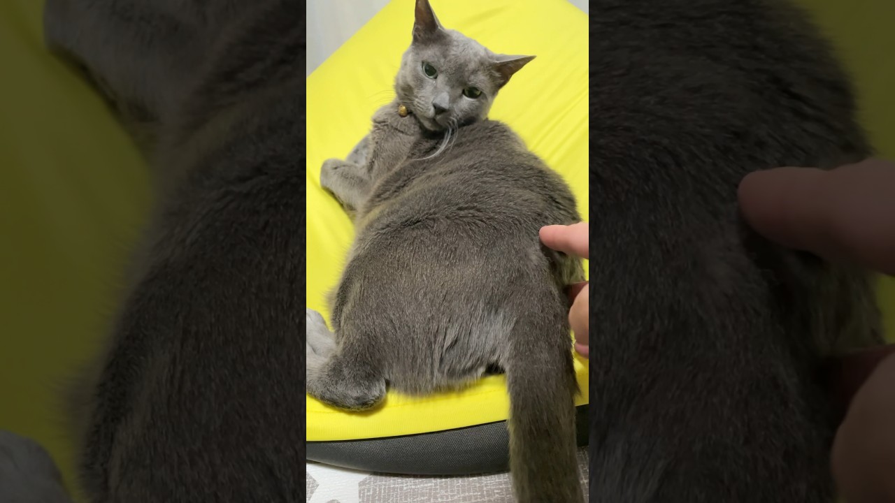 怒ってなかった_20231120 #shorts #cat #猫 #ロシアンブルー