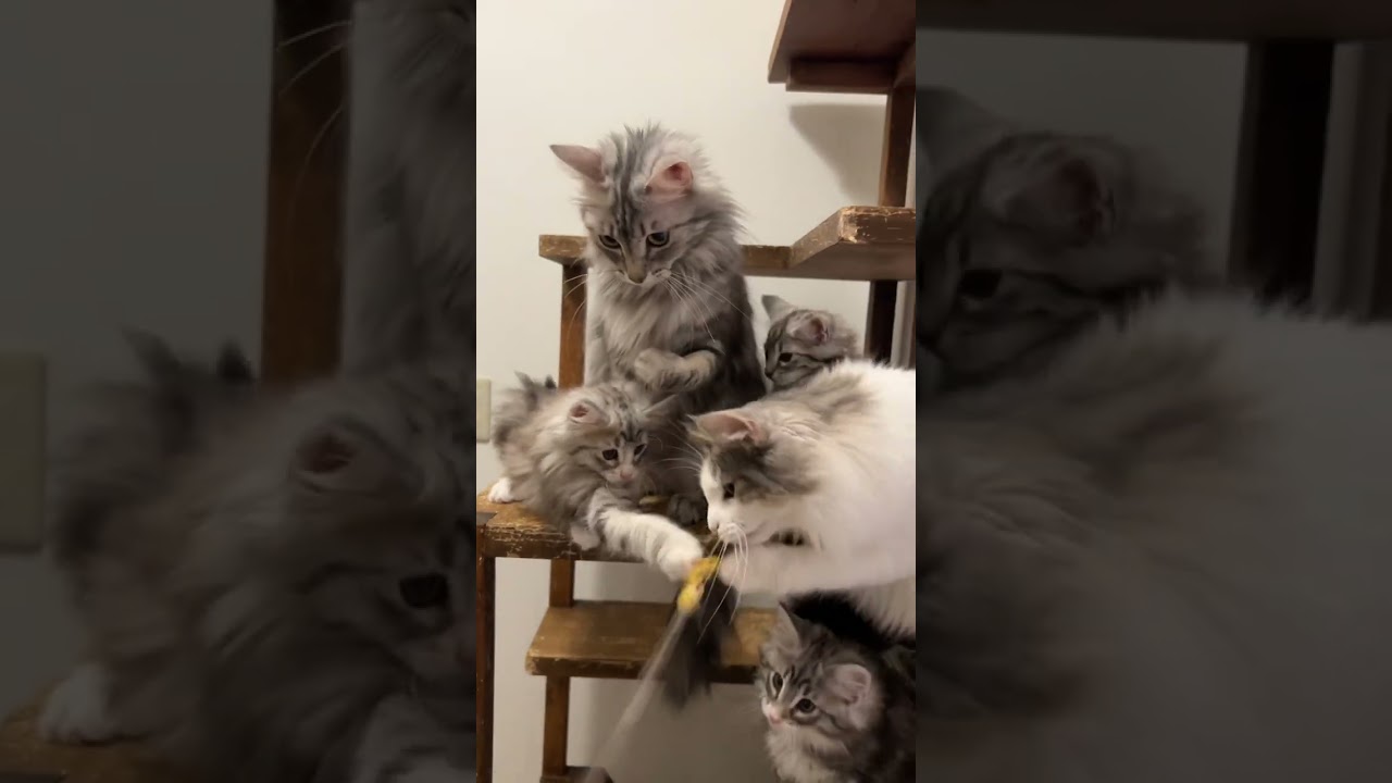 遊ぶノルウェージャンフォレストキャットの子猫たち。