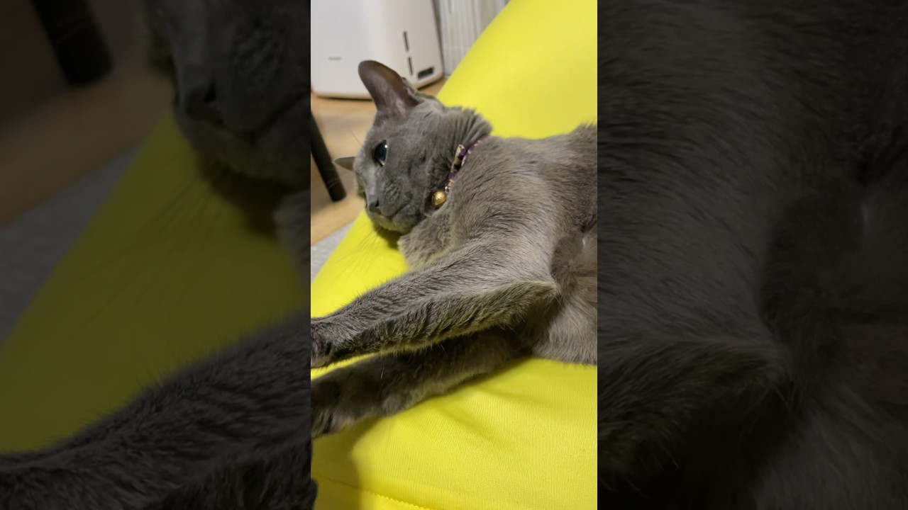 我慢してくれた_20231118 #shorts #cat #猫 #ロシアンブルー
