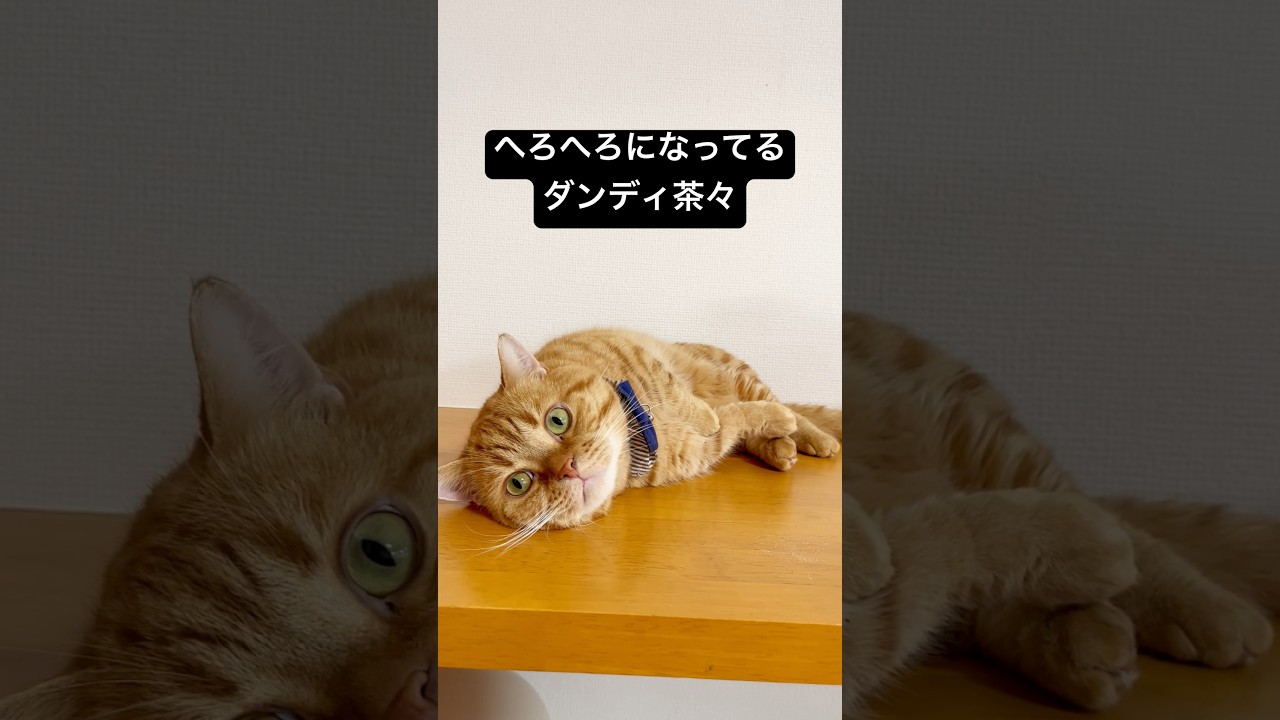 あぶない猫 第ニ話『戦力外通告』 #猫 #マンチカン #shorts