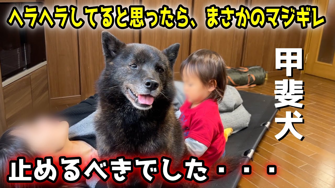 止めるべきでした・・・甲斐犬一休が娘に久々のマジギレ
