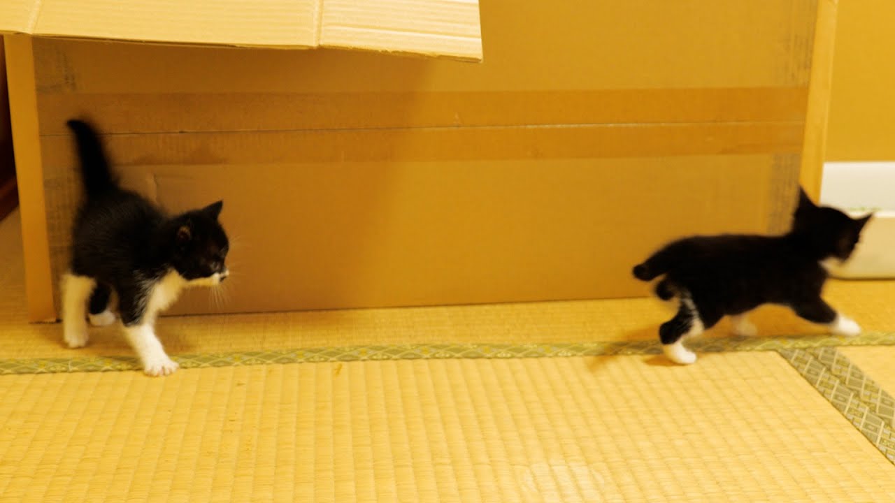 ヨチヨチ歩きの子猫がトコトコ走ったｗｗｗ【道路のずぶ濡れ子猫保護3日目】