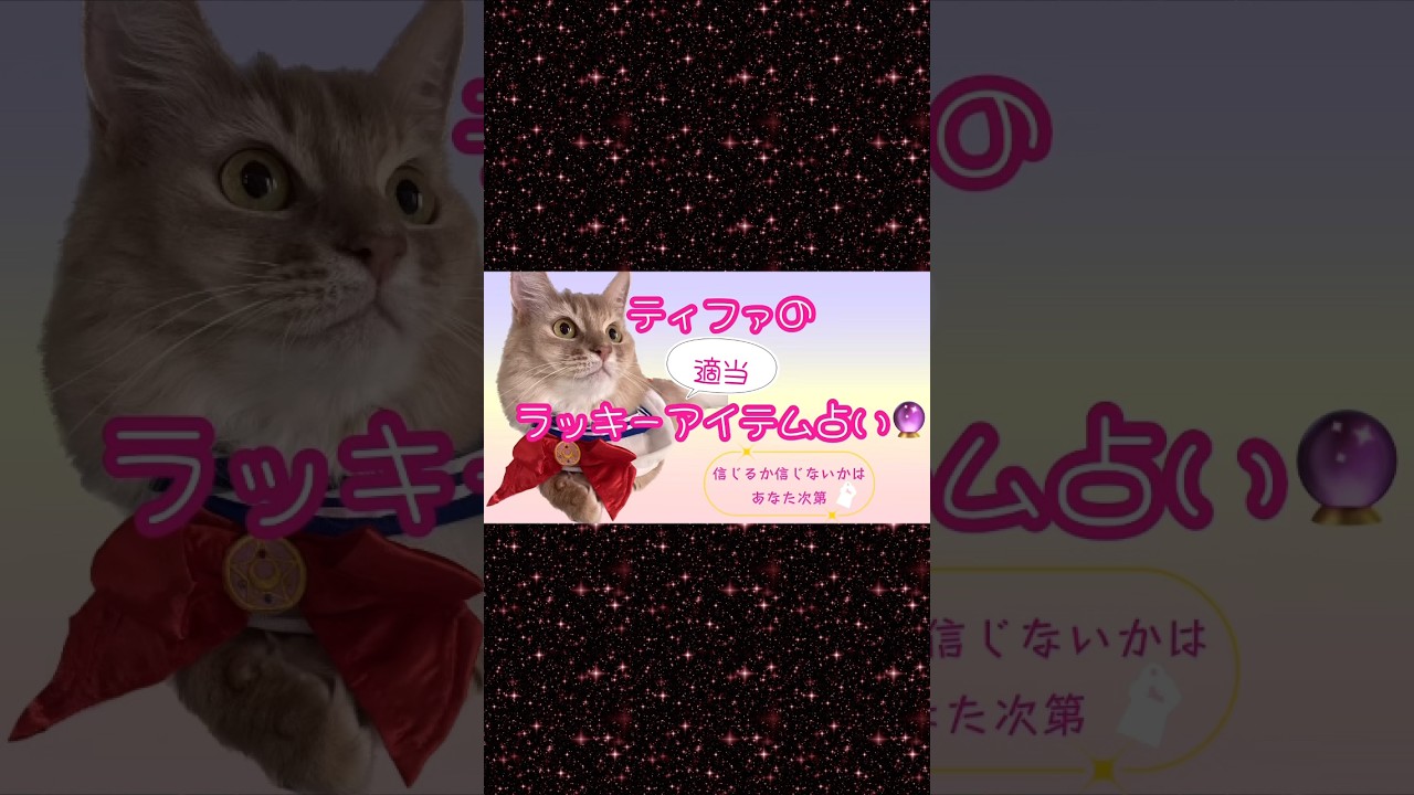 猫の適当気まぐれ占い🐱#shorts #猫#ソマリ#キジトラ