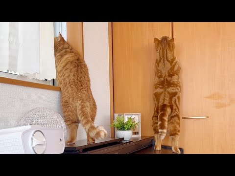 親子でマンチカン立ち #猫 #マンチカン