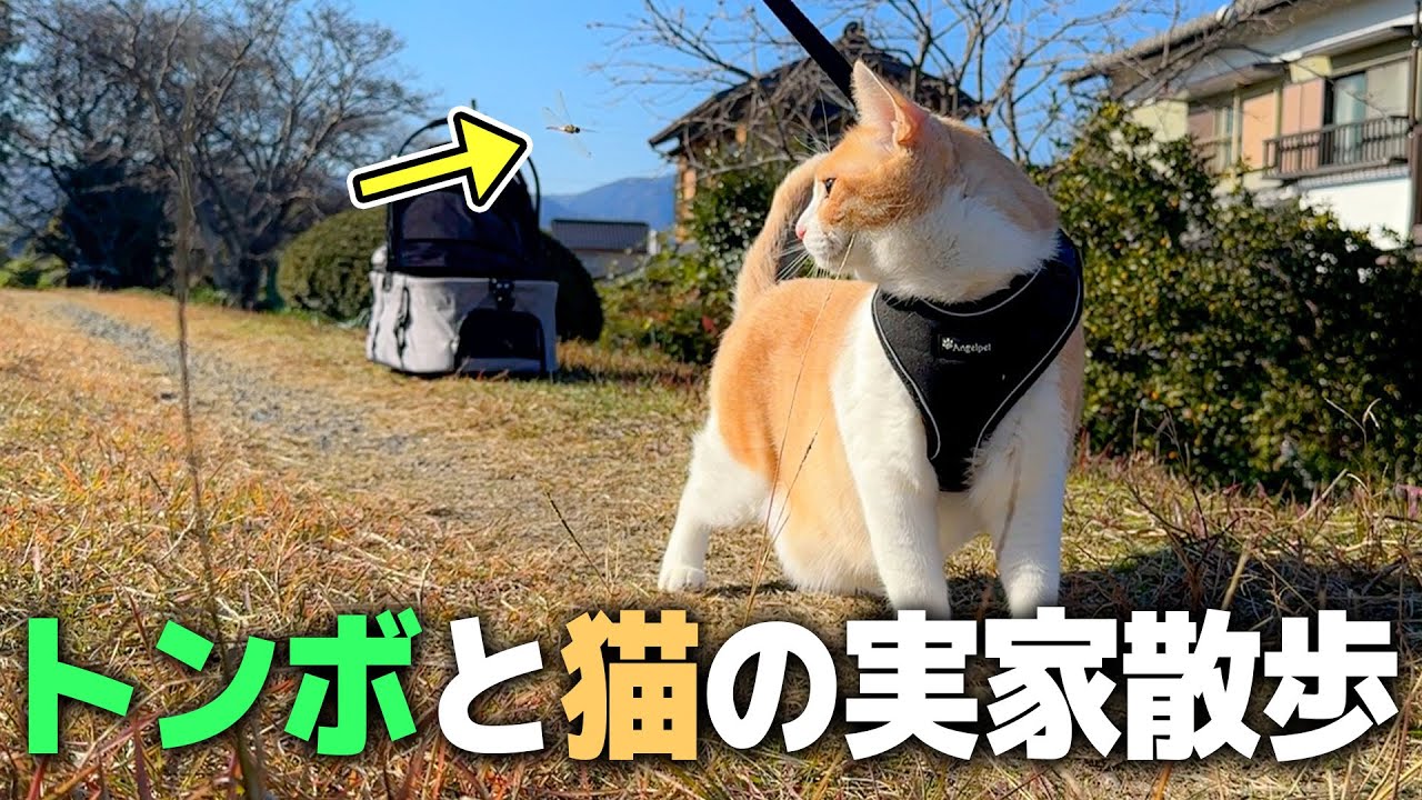 散歩好きな猫と実家でお散歩したらトンボが一緒に付いてきましたwww