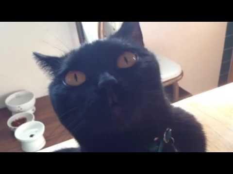 黒猫ボンベイ赤ちゃん。久しぶりにベニス母だけを撮ってみた！