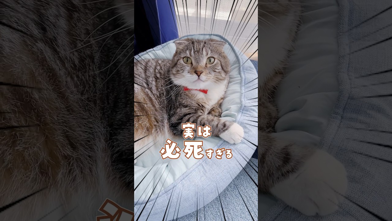 お風呂上がり限定の愛情表現が必死すぎてかわいい🤣🤣🤣 #猫