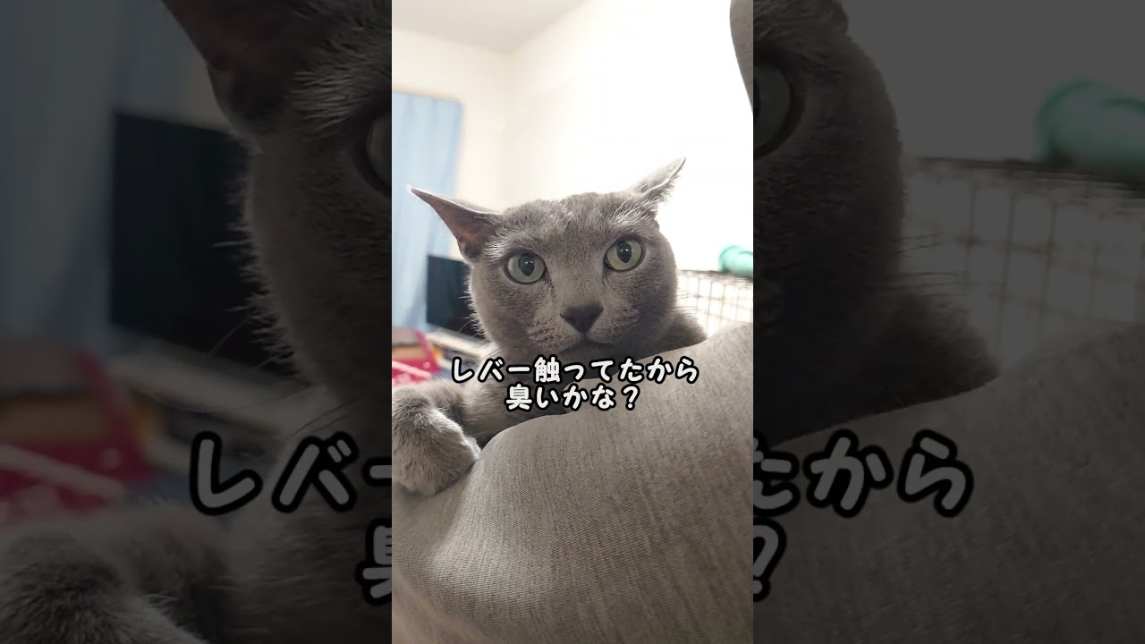 【猫動画】寂しくてつい鳴いちゃうロシアンブルー【russianbule】#shorts　A lonely Russian blue that cries out