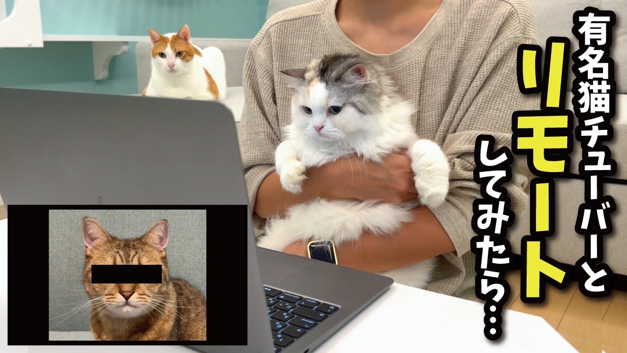めちゃくちゃ可愛い某有名猫YouTuberとリモート通話してみた結果…【関西弁でしゃべる猫】【猫アテレコ】