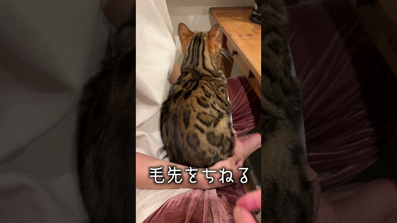 毛先が感度MAXな猫　#shorts