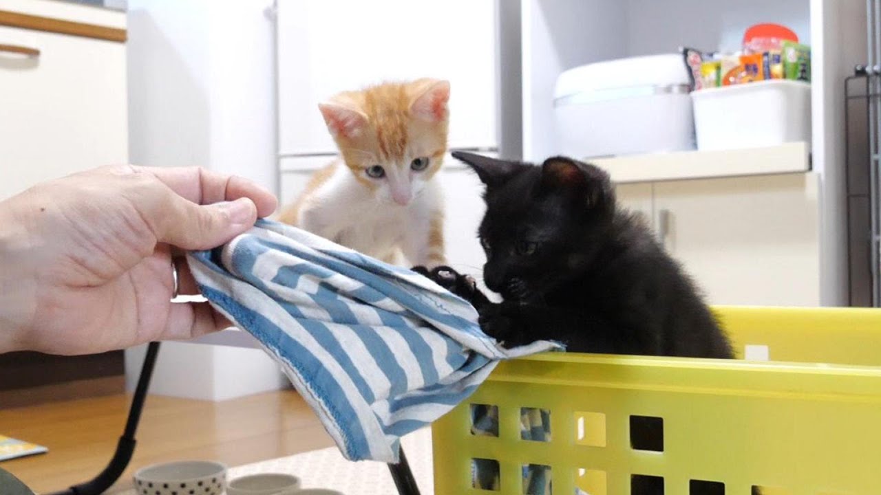 ママのお手伝いをしてるつもりの子猫たち【赤ちゃん猫　保護猫】