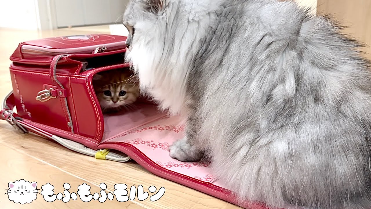 子猫を引き寄せる魅惑のランドセル 【サイベリアン】