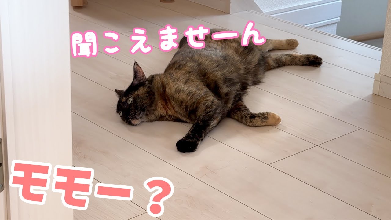 猫とのかくれんぼで珍しく塩対応されました…！