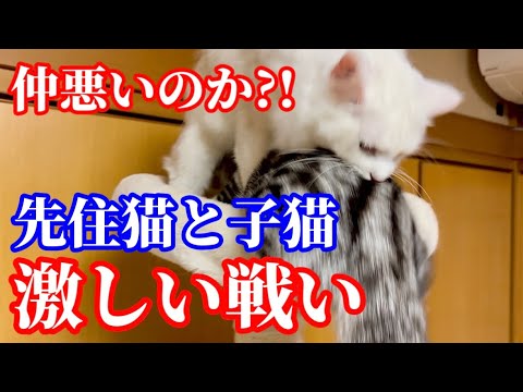 オッドアイ先住猫とマンチカン子猫の激しい戦い?!本当は仲良し?