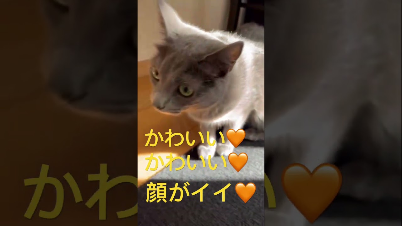 私の推しを見て下さい🧡（ロシアンブルー）#shorts