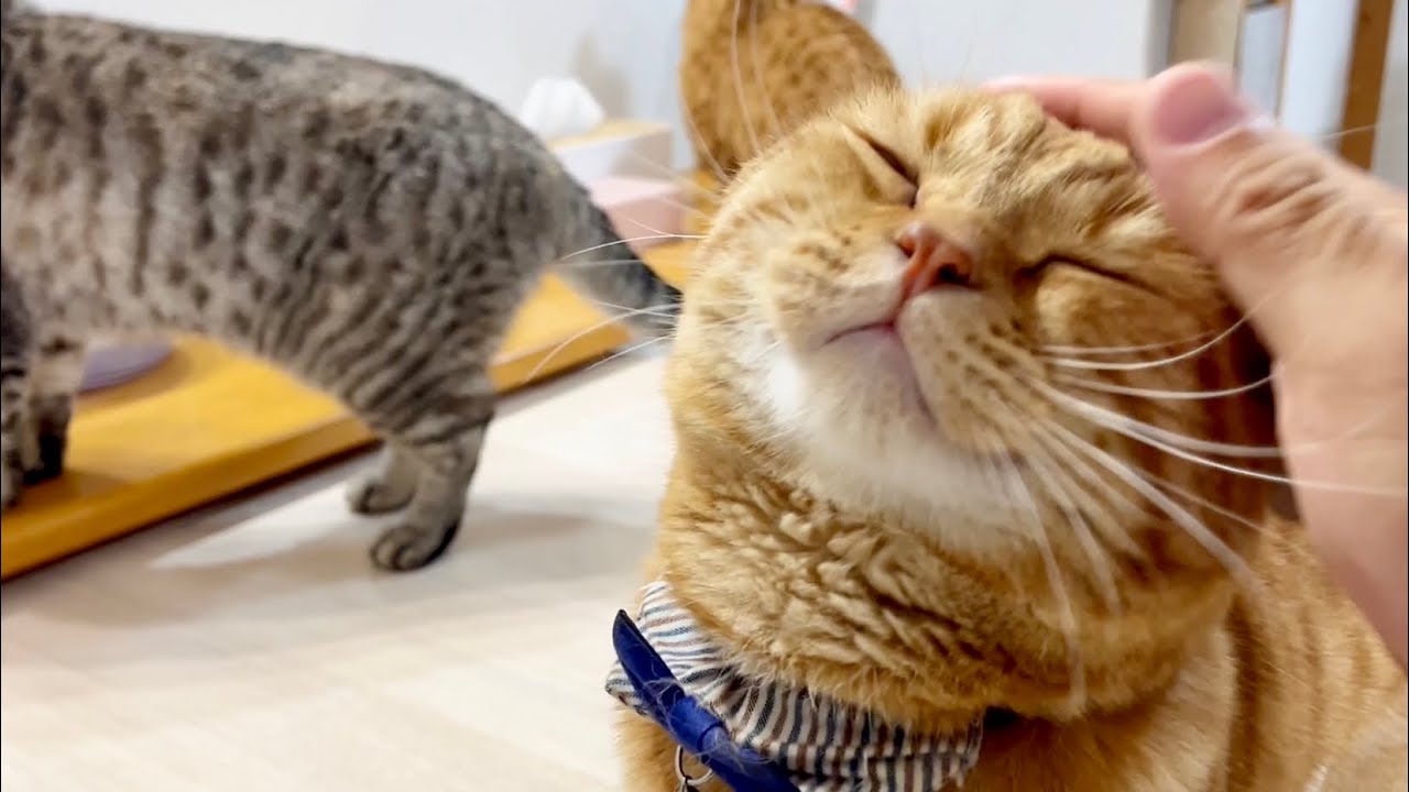 ねぇねの友達が遊びにきてたのでちょっと緊張気味のごはんタイム #猫 #マンチカン