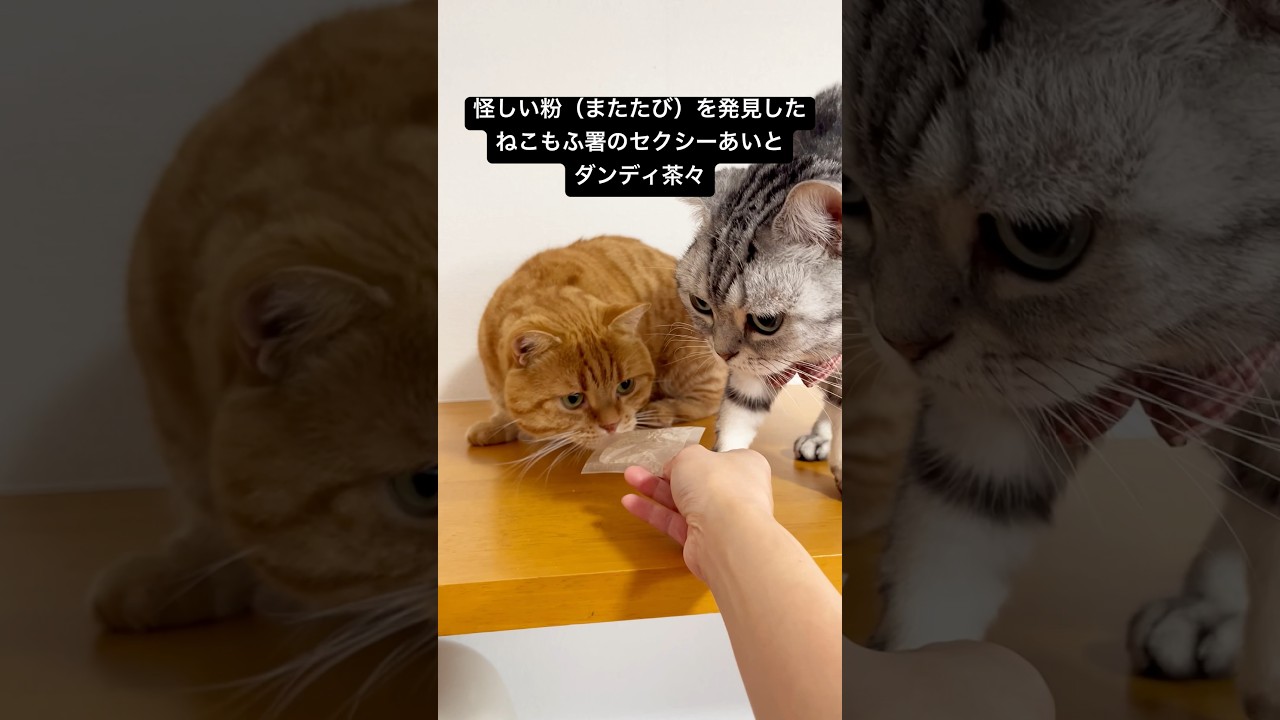 あぶない猫 第一話『あやしい粉』 #猫 #マンチカン #shorts